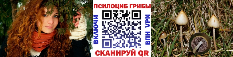Галлюциногенные грибы Psilocybe купить наркоту Алексеевка